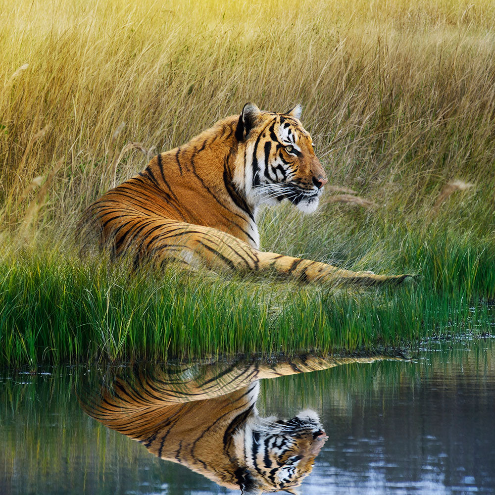 Fototapete Der Tiger