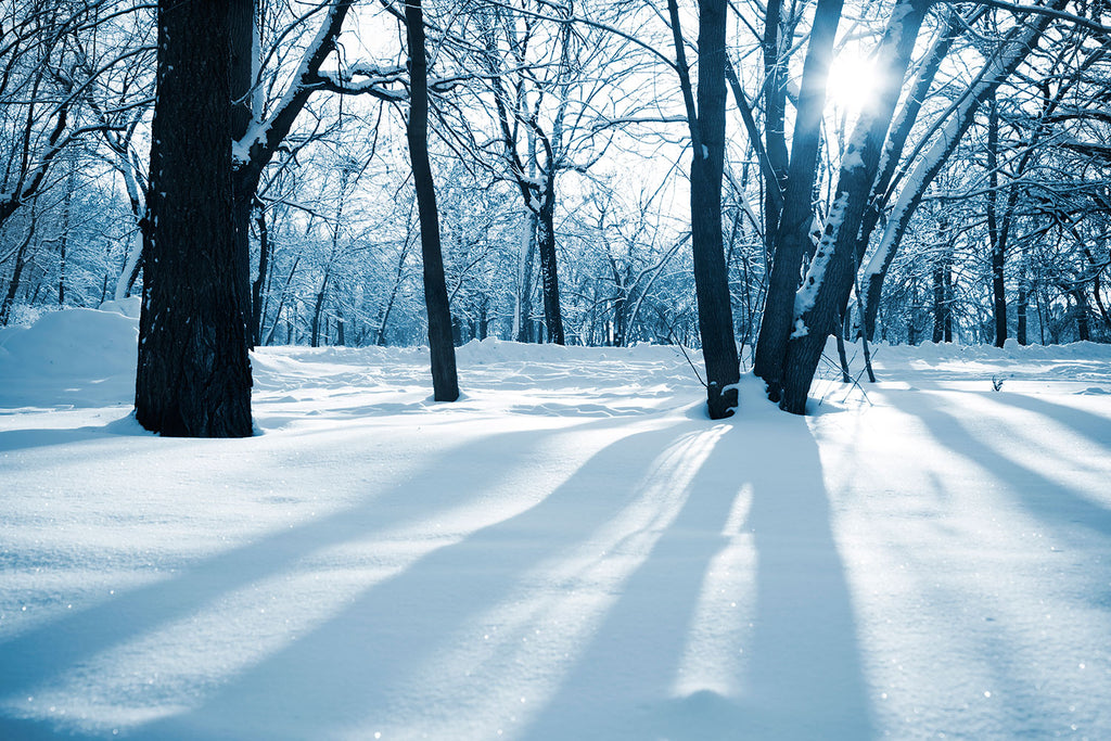 Fototapete Der Wald ohne Spuren im Schnee
