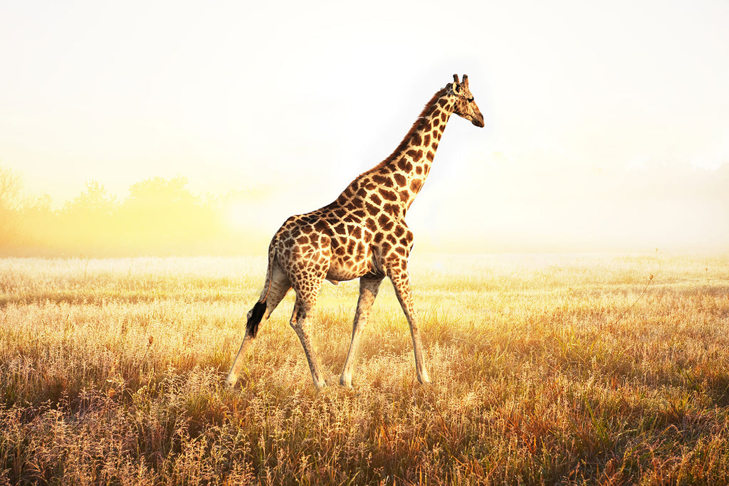 Fototapete Die Giraffe
