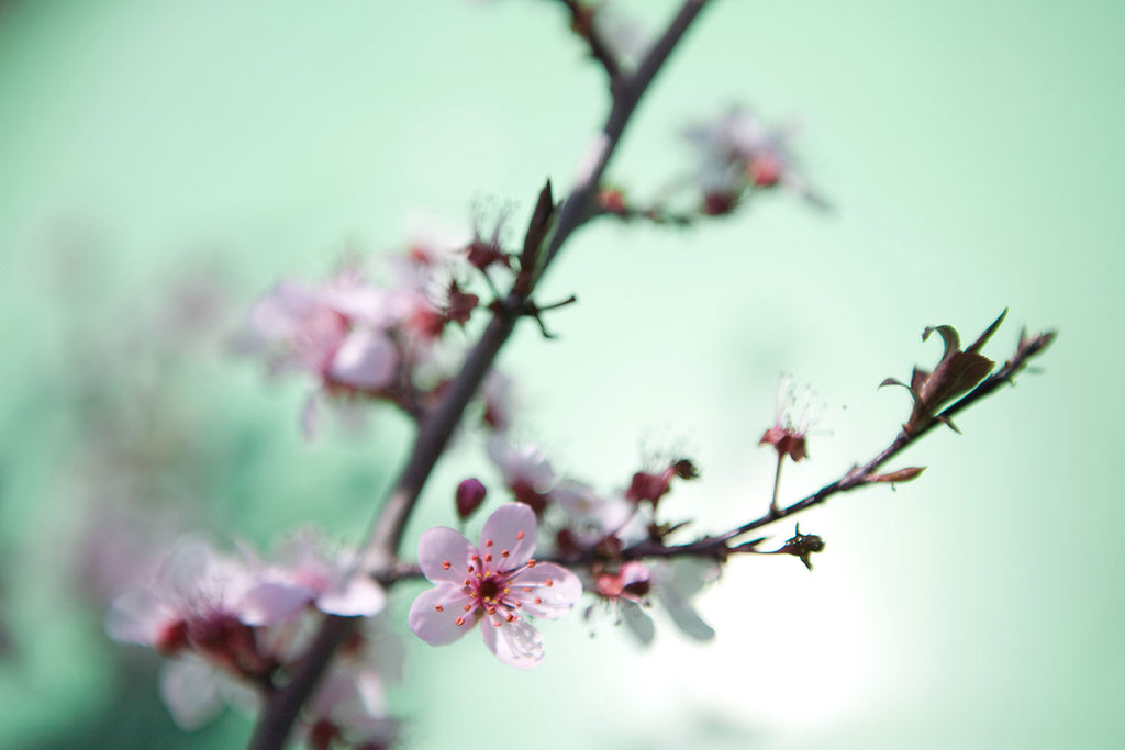 Fototapete Die japanische Kirschblüte