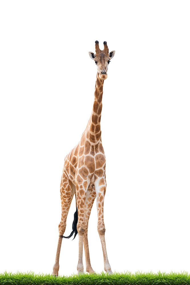 Fototapete Die lange Giraffe