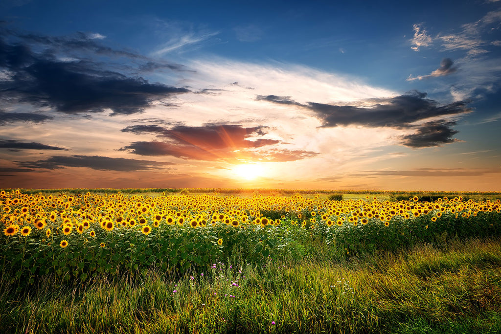 Fototapete Ein Feld von Sonnenblumen