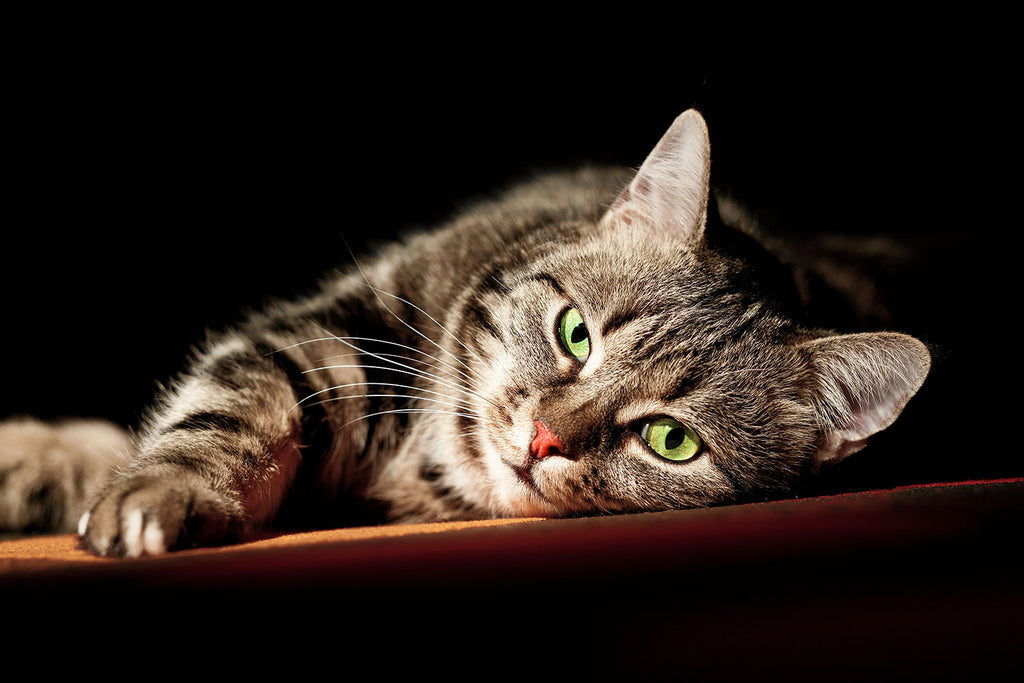 Fototapete Entspannte Katze