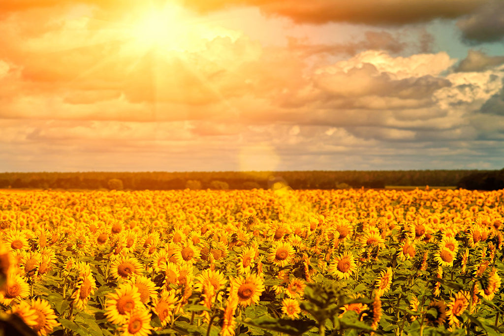 Fototapete Goldenes Licht für Sonnenblumen
