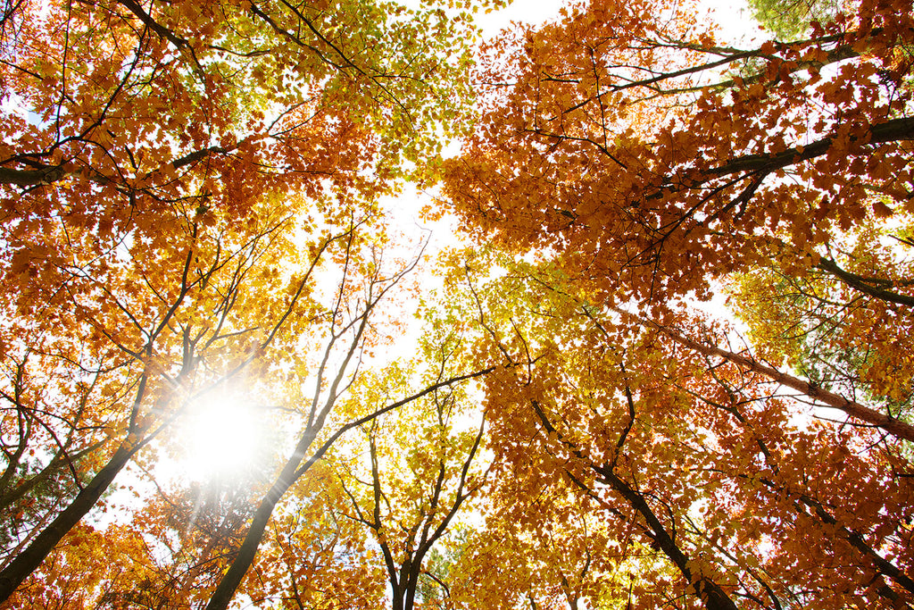 Fototapete Herbstbäume