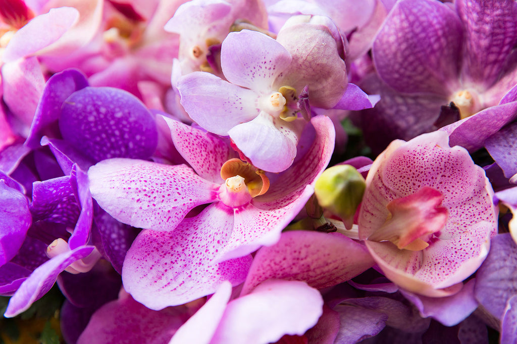 Fototapete Im Orchideenparadies