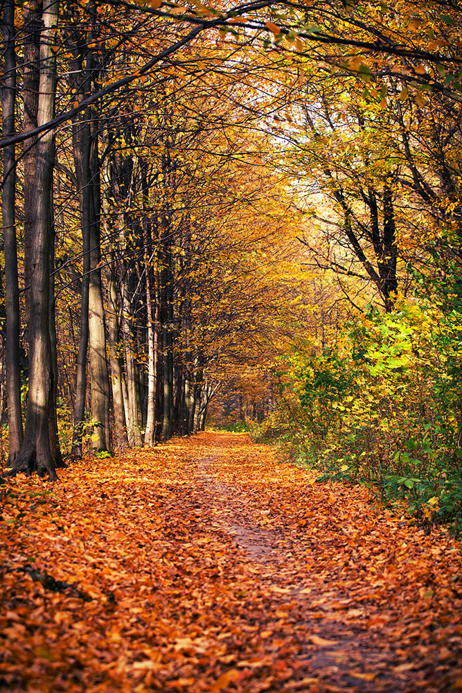 Fototapete Laubwald im Herbstlicht