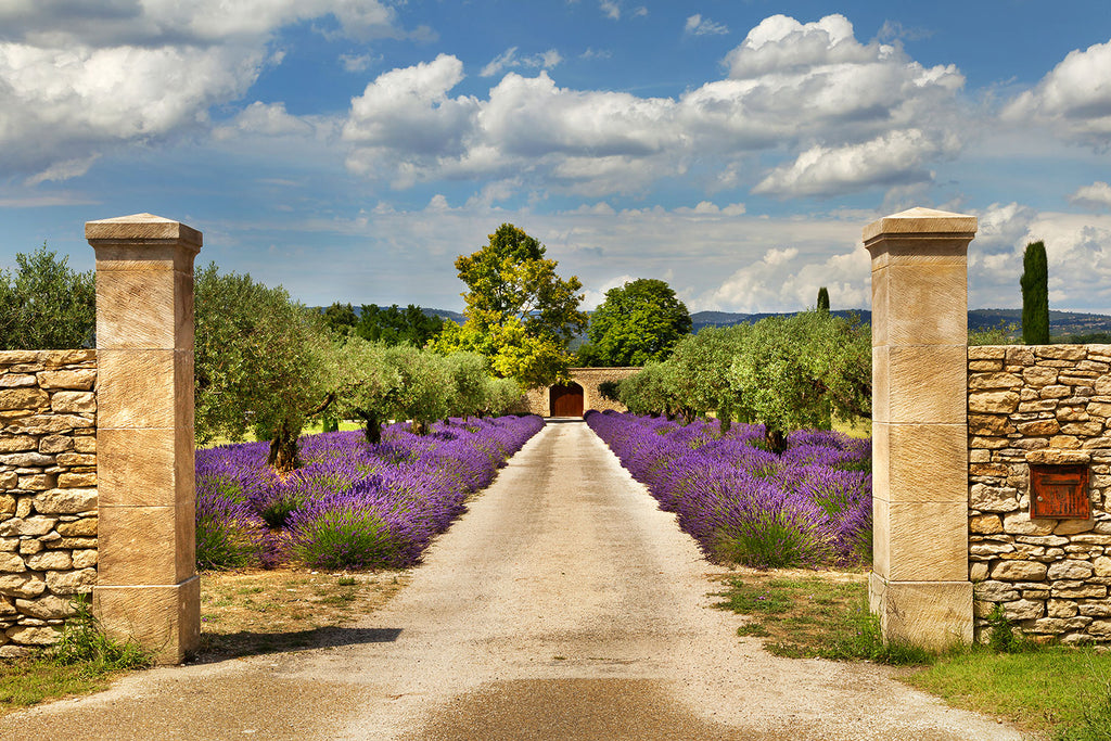 Fototapete Lavendel-Garten