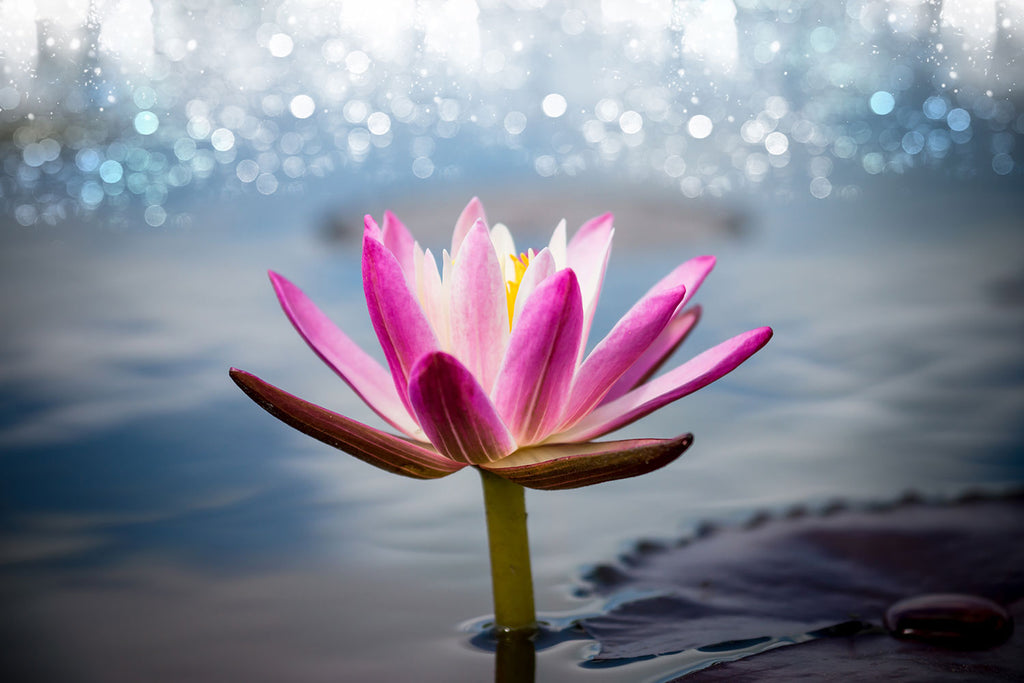 Fototapete Lotus im Morgentau