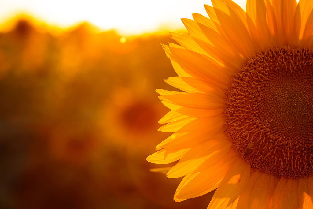 Fototapete Macro-Sonnenblume