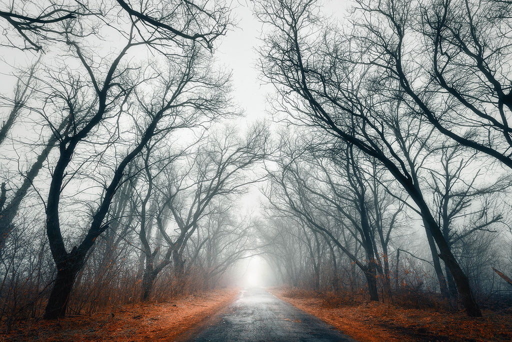 Fototapete Mysteriöse Stimmung im Wald