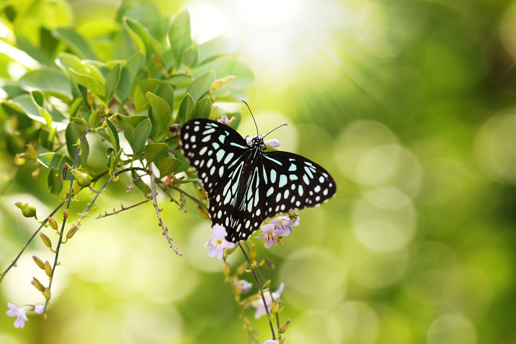 Fototapete Papilio Schmetterling XXL