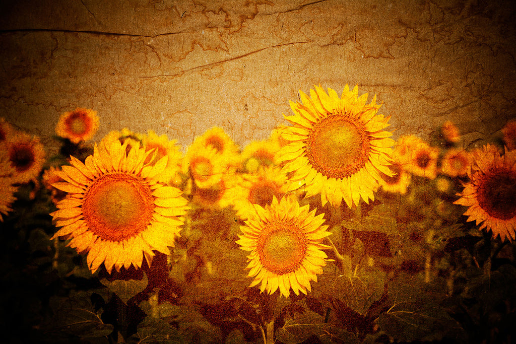 Fototapete Retro-Sonnenblumen