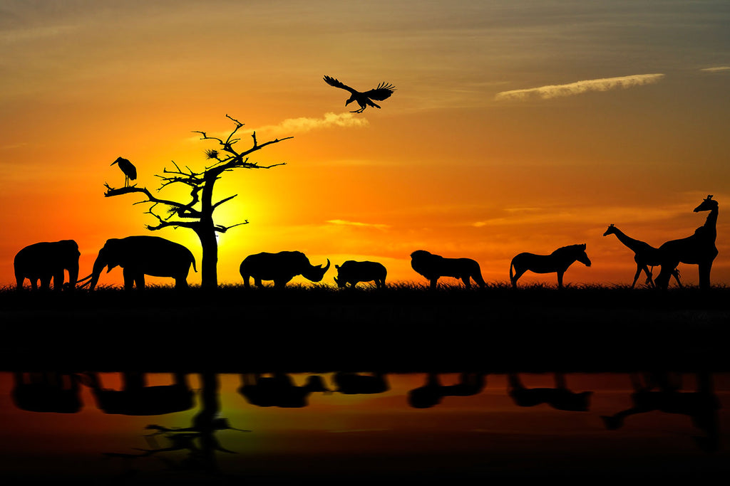 Fototapete Safarietiere bei Sonnenuntergang