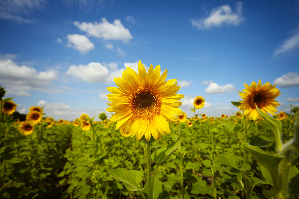 Fototapete Sommer-Sonnenblumen