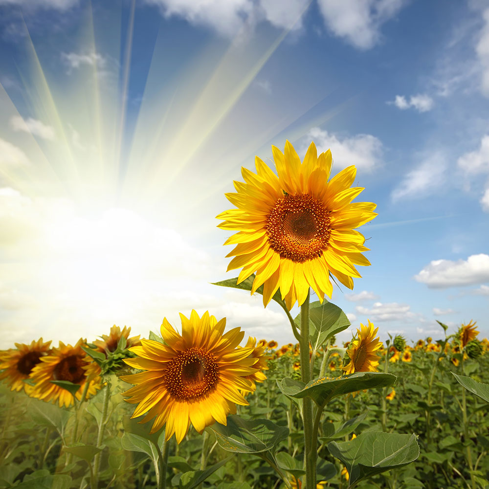 Fototapete Sonnenblumen im Sonnenlicht