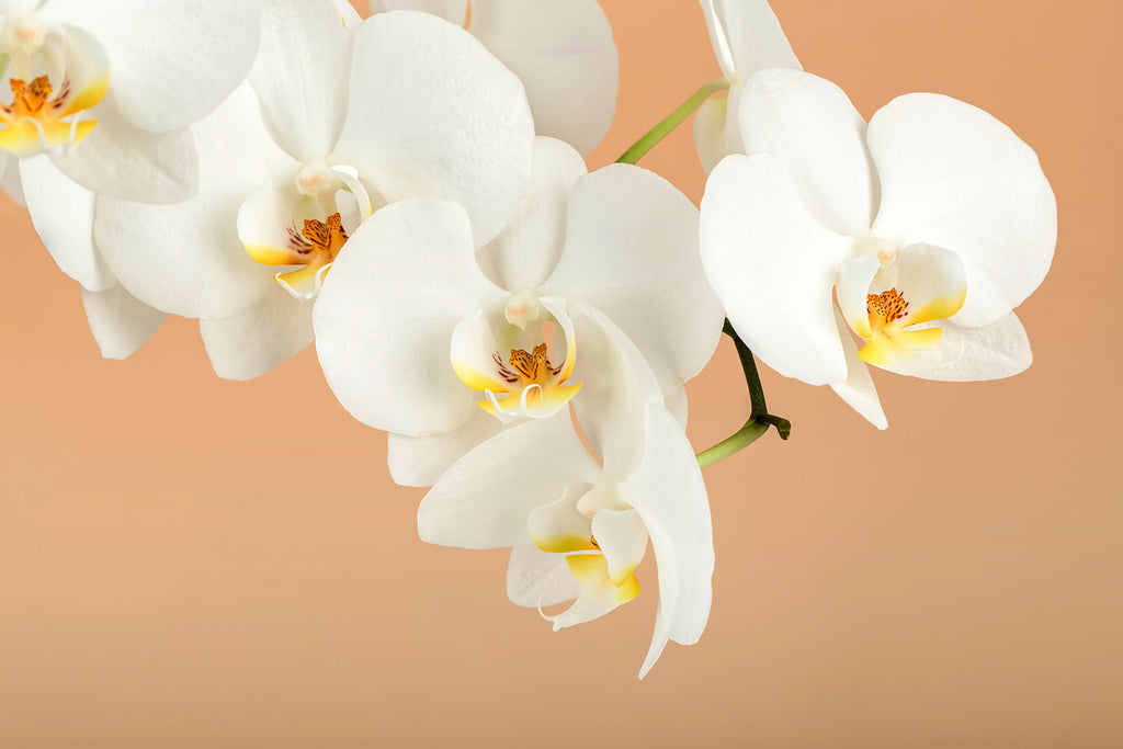 Fototapete Weisse Orchideenblüten