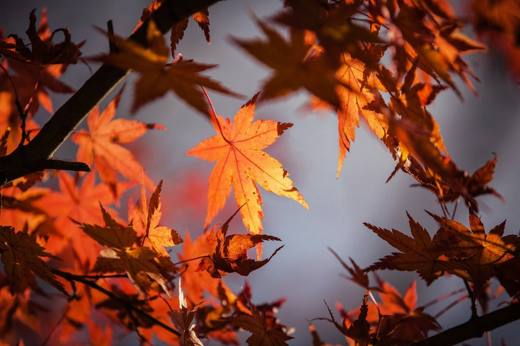 Fototapete Ahorn Blätter im Herbst