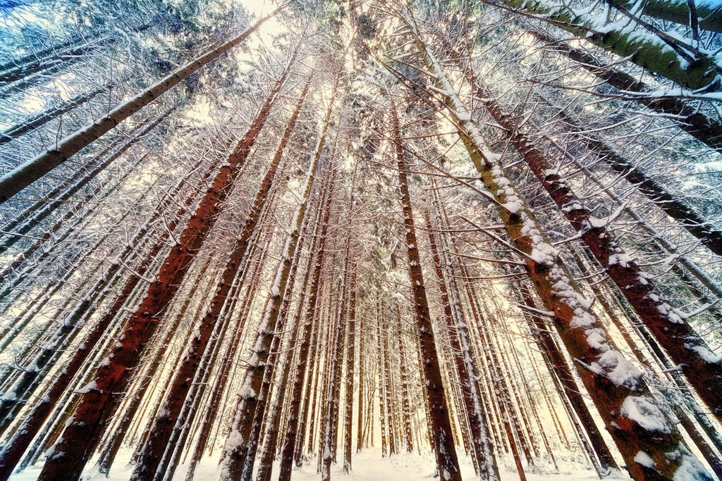 Fototapete Bäume im Schnee