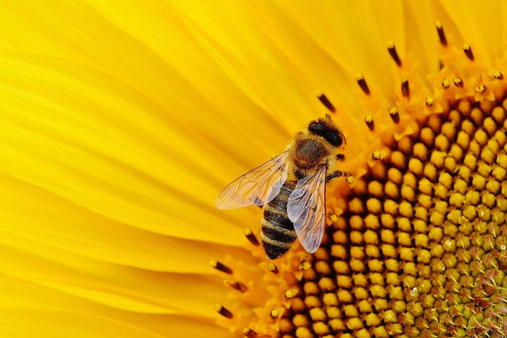 Fototapete Biene auf der Sonnenblume