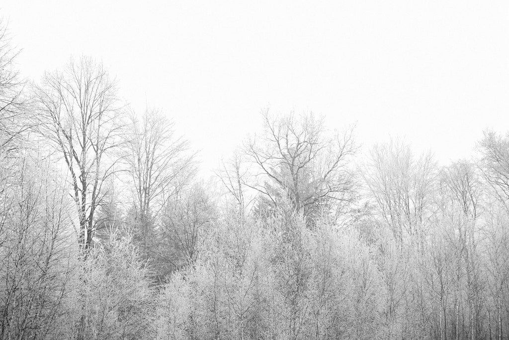 Fototapete Birken im Schnee