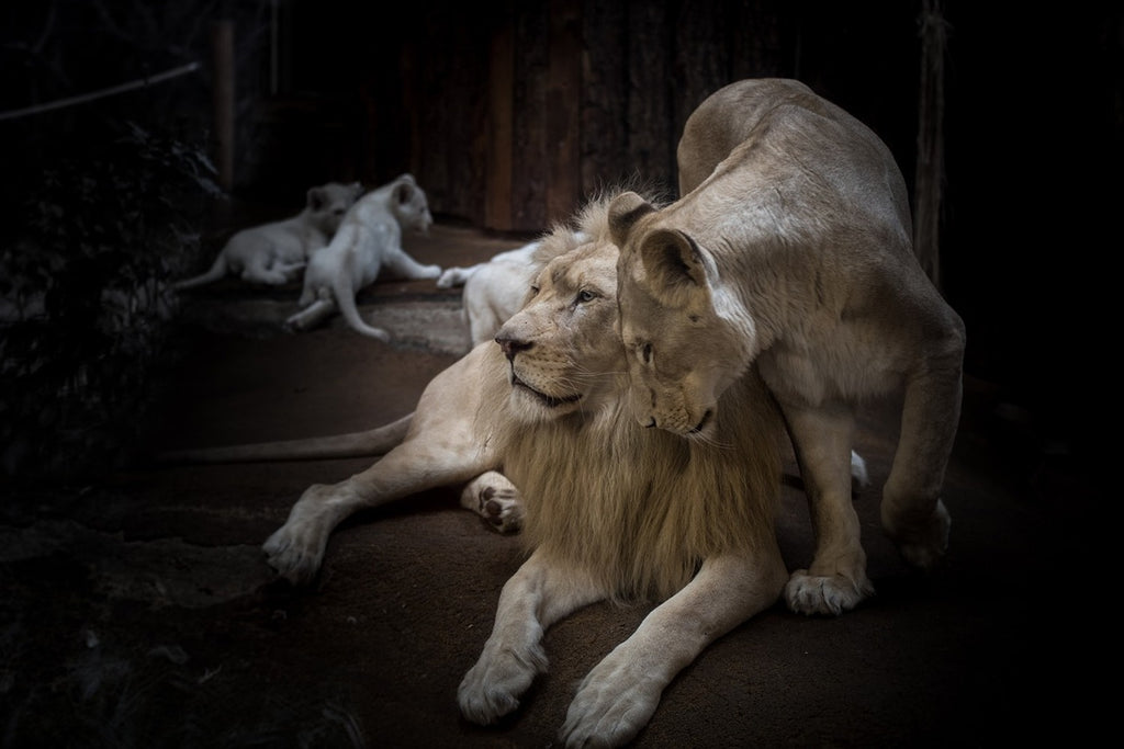 Fototapete Das Löwen Paar