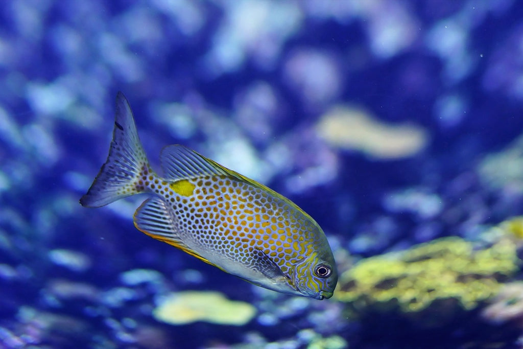 Fototapete Ein Fisch im Aquarium
