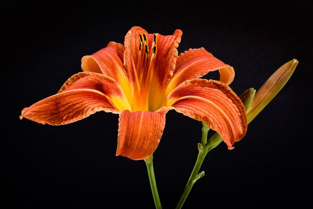 Fototapete Eine Lilien Blüte in orange