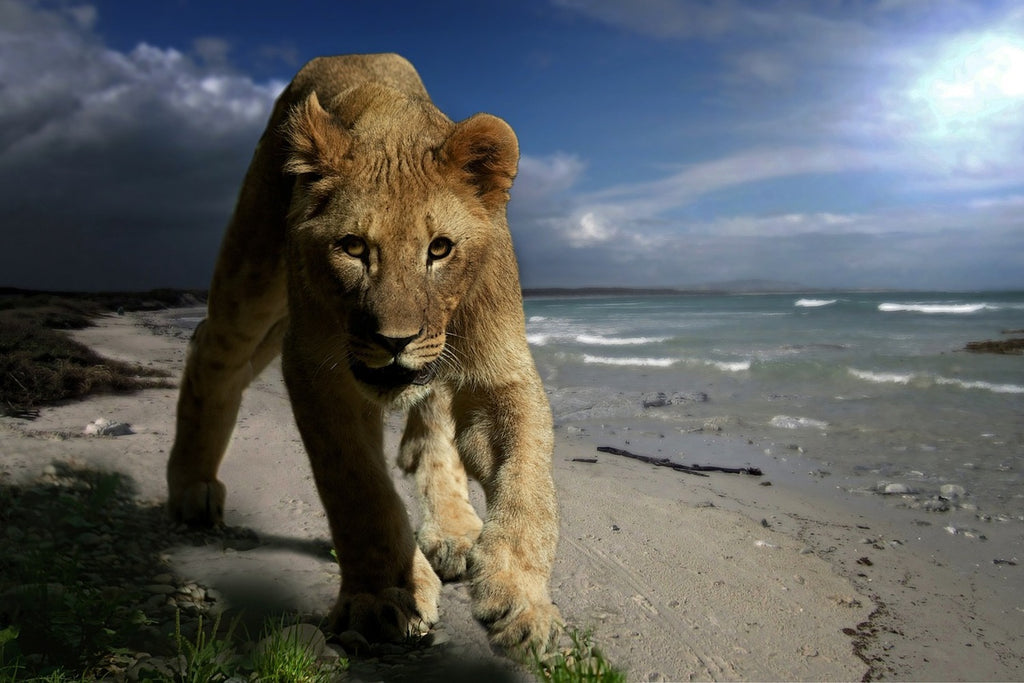 Fototapete Eine Löwin am Strand