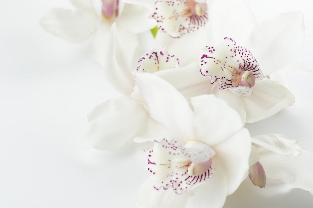 Fototapete Fantastische Orchideen
