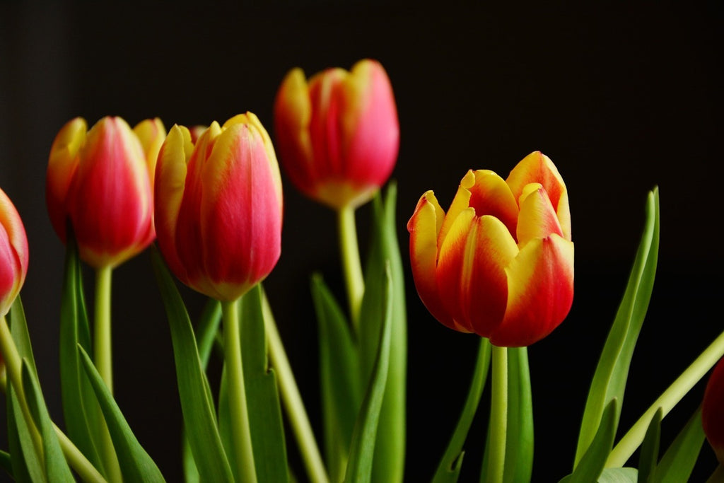 Fototapete Farbenfrohe Tulpen