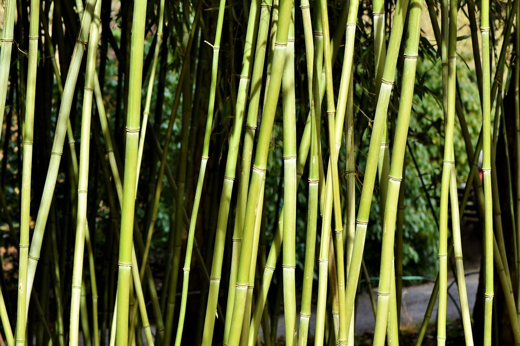 Fototapete Frischer Bambus
