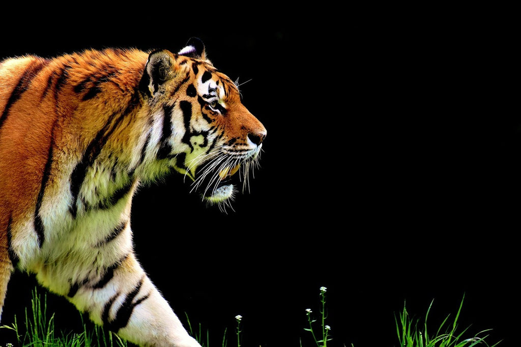 Fototapete Imposanter Tiger