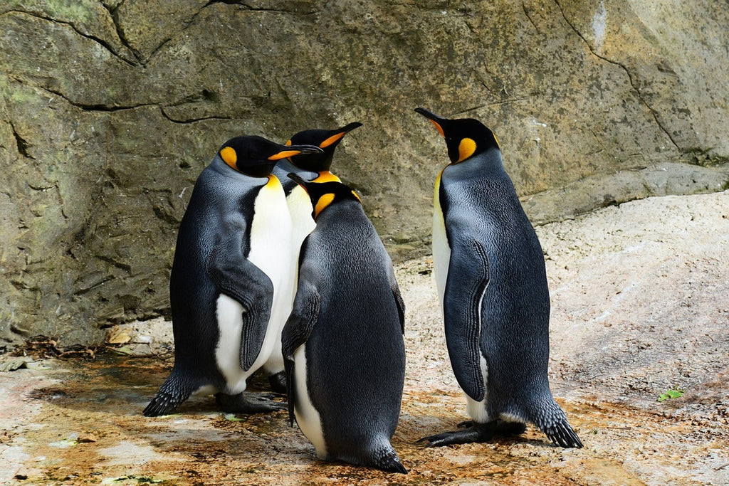 Fototapete König Pinguine