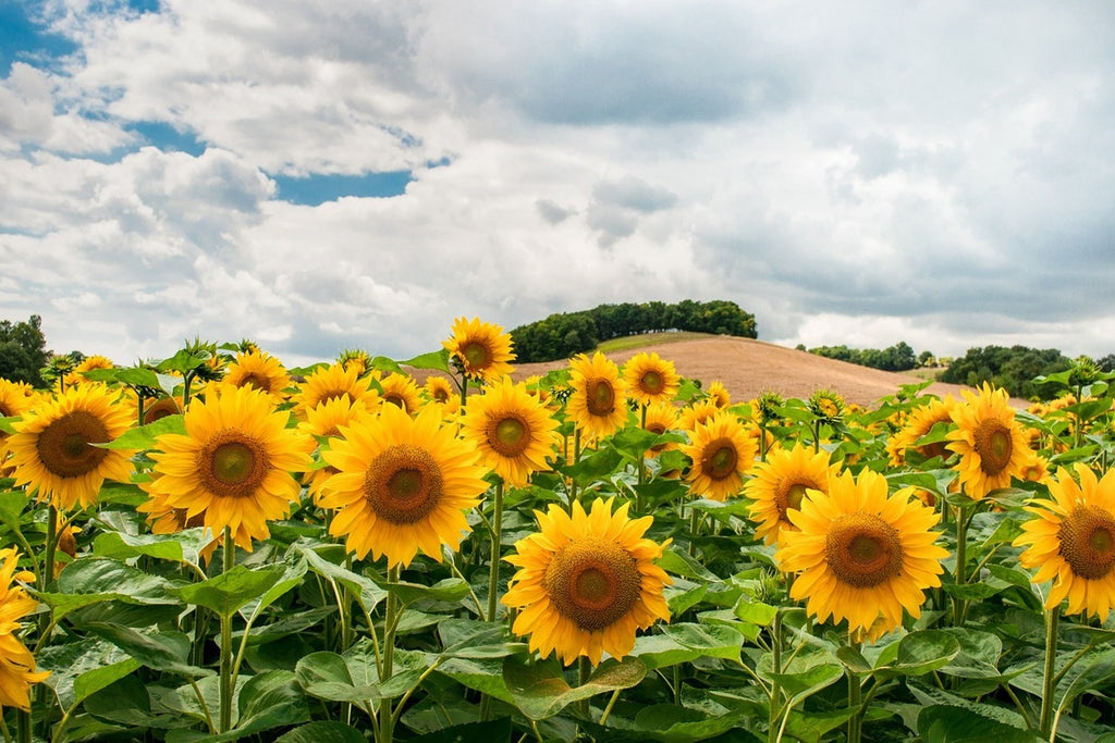 Fototapete Landschaft mit Sonnenblumen
