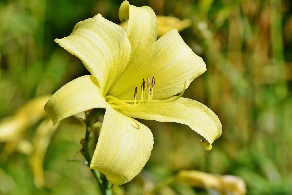 Fototapete Lilien Blüte in gelb
