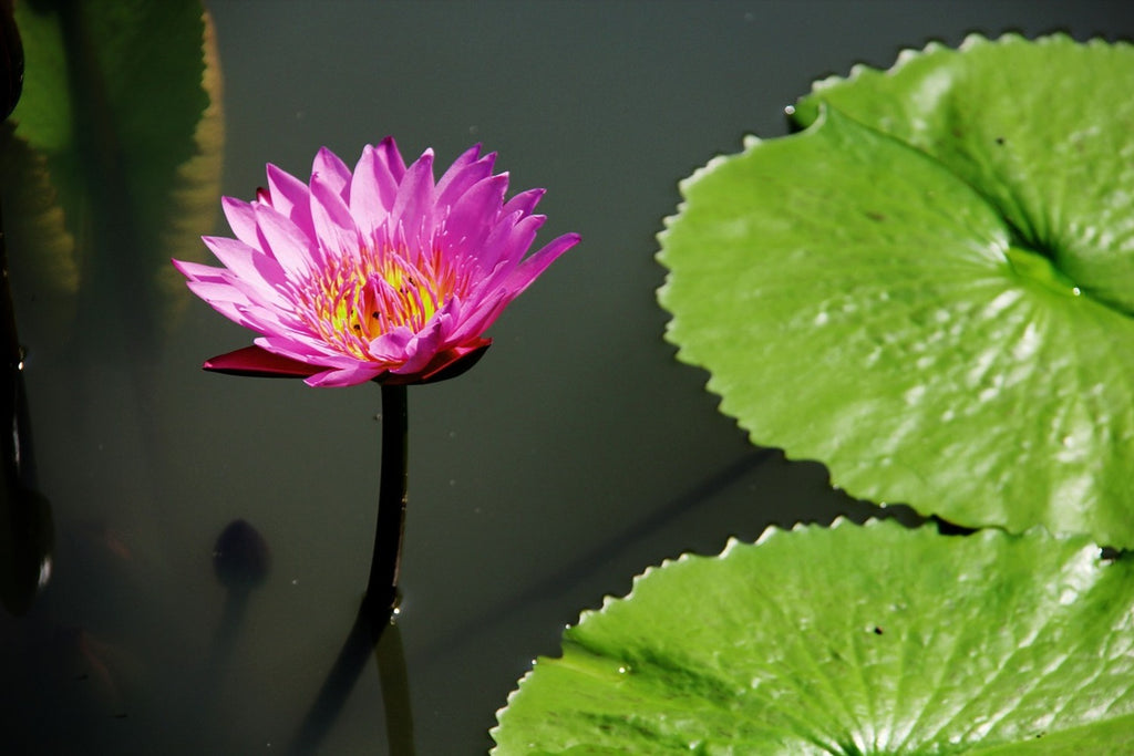 Fototapete Lotus Blüte in pink