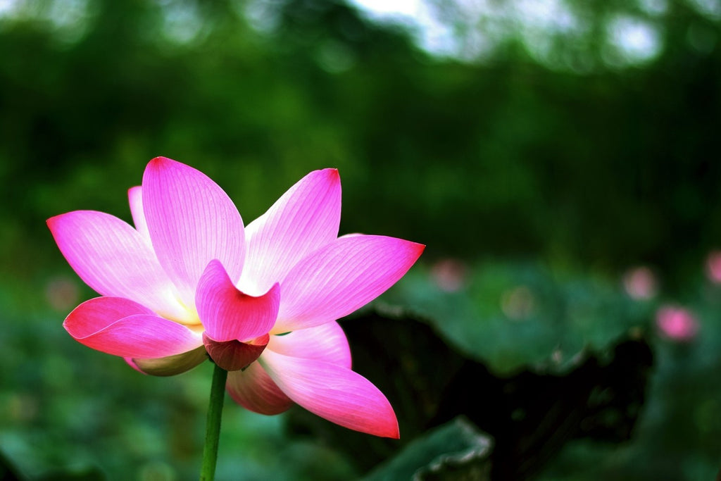 Fototapete Lotus in der Natur