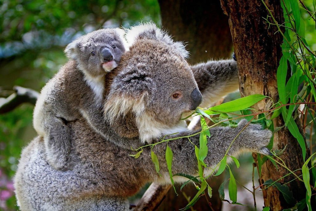 Fototapete Mama und Baby Koala
