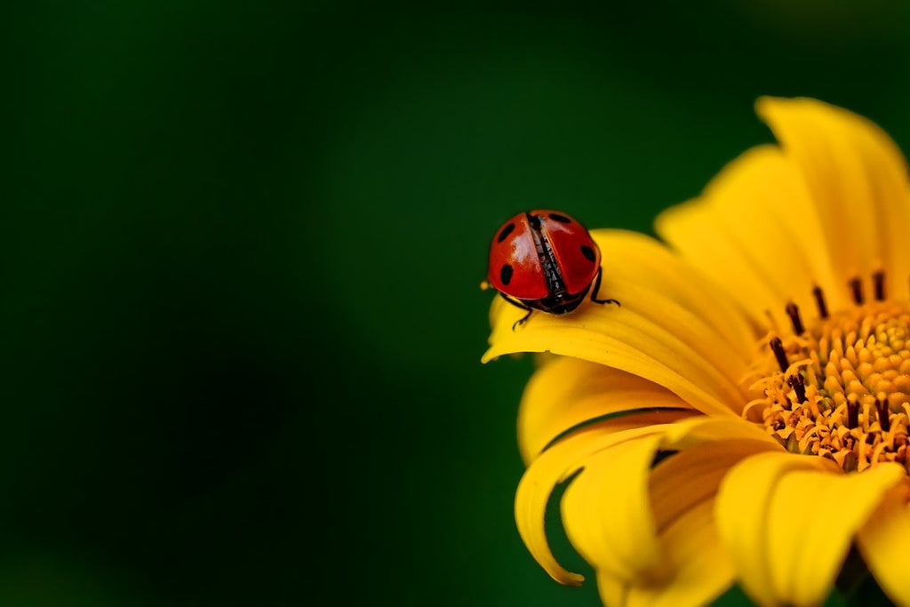 Fototapete Marienkäfer auf der Sonnenblume
