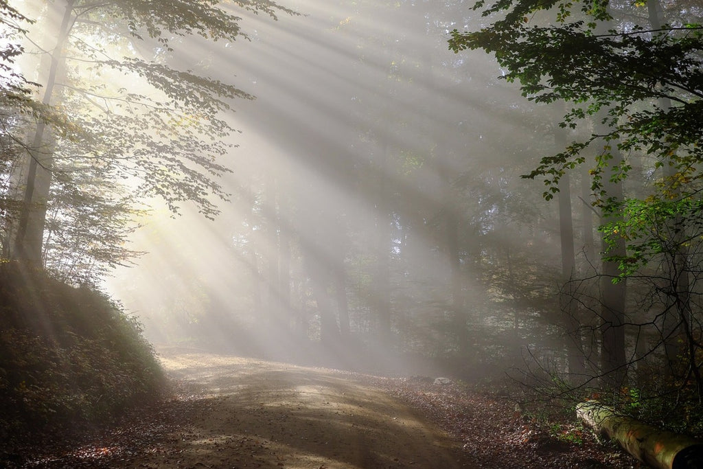 Fototapete Mystisches Licht im Wald