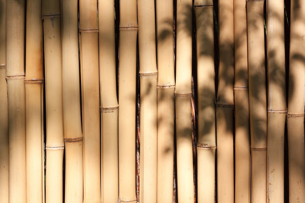 Fototapete Natürlicher Bambus