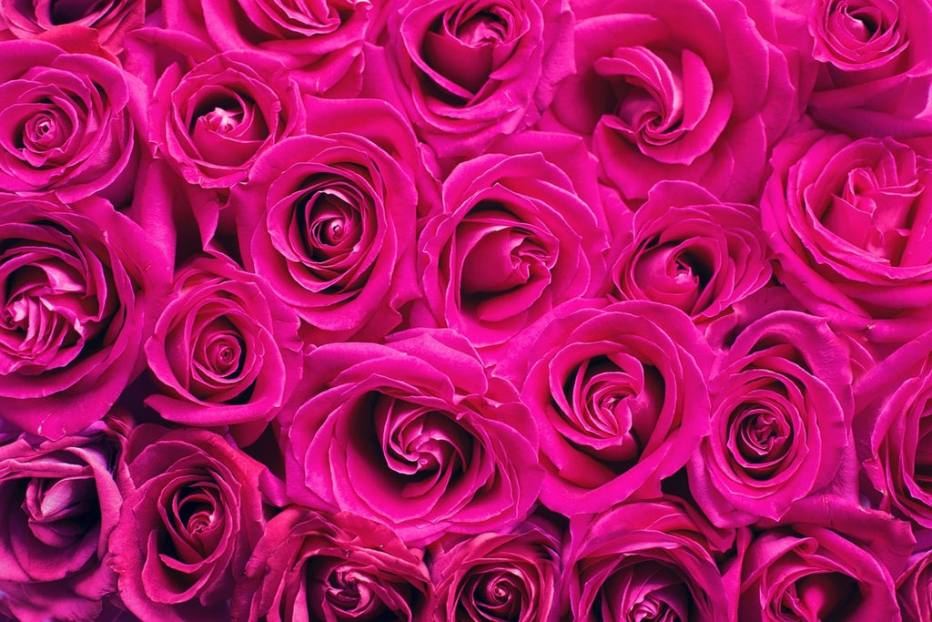 Fototapete Rosenblüten in pink