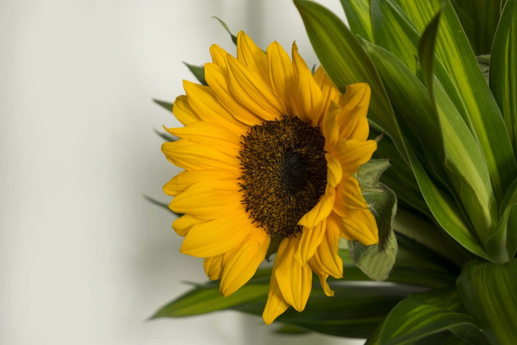 Fototapete Schöne Sonnenblume