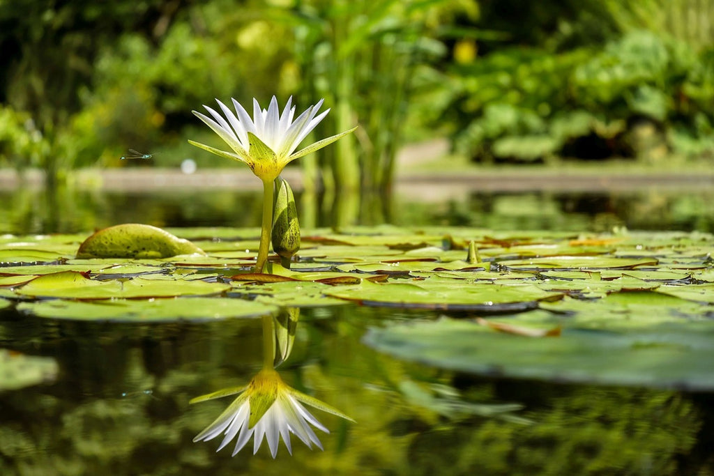 Fototapete Seerose in der Natur