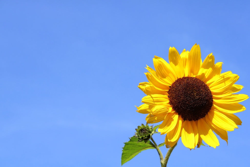 Fototapete Sonnenblume mit blauem Himmel