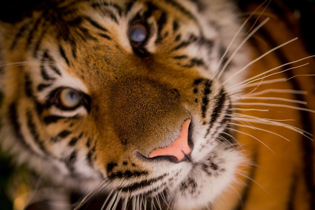 Fototapete Tiger Gesicht