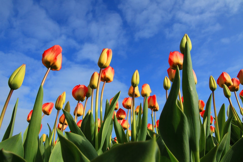 Fototapete Tulpen ragen zum Himmel