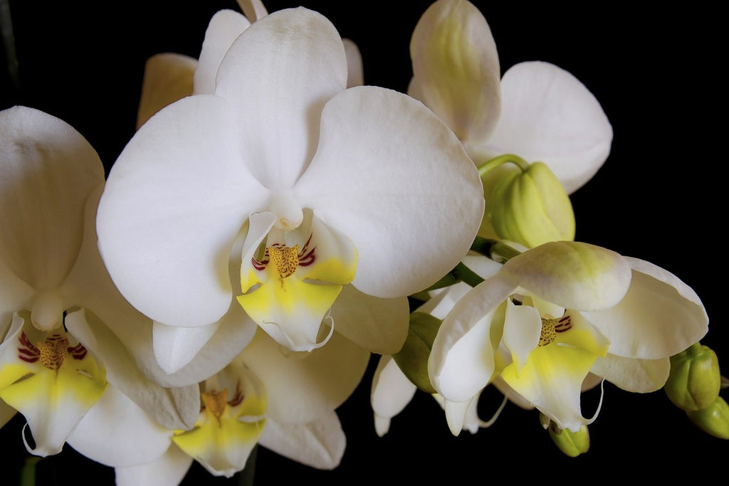 Fototapete Weisse Orchideen in der Blüte
