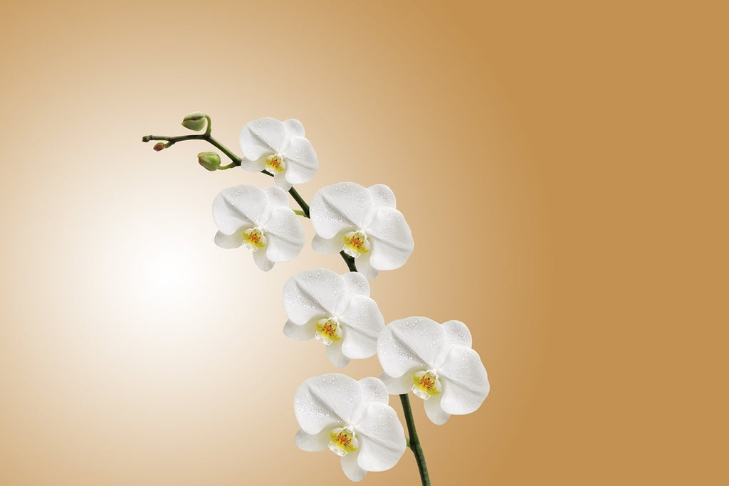 Fototapete Weisse Orchideen XL